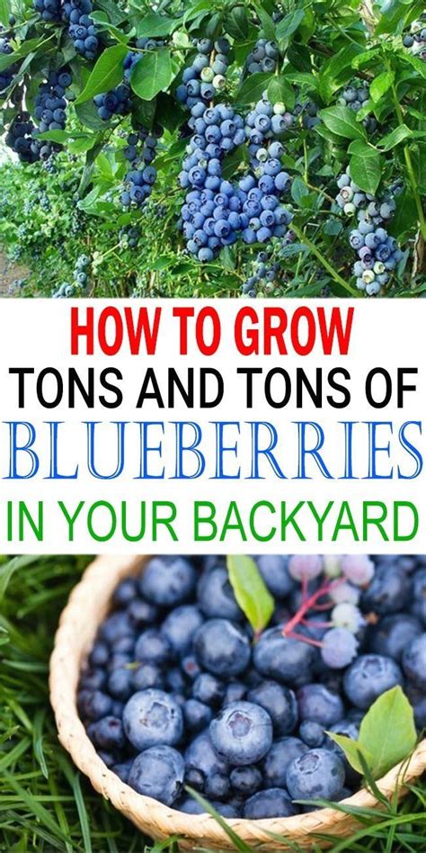 blueberry designer|blueberry garden design.